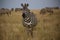 Pregnant zebra in Savana in Serengeti national reservation area