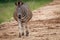 Pregnant Zebra starring at the camera.