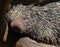 Prehensile-Tailed Porcupine