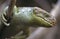 Prehensile-tailed skink