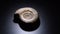 Prehistoric Ammonite fossil gyrating