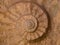 Prehistoric ammonite fossilized imprint on stone