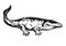 Prehistoric amphibian, Carboniferous tetrapod Stegocephalia Whatcheeriidae. Hand drawn vector illustration.