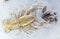 Prehistoric animal - crayfish