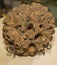 Prehistoric Ball of Barnacle Like Creatures Fossil