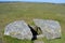 Prehistoric burial chamber, Dartmoor National Park, Devon,