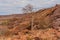 Prehistoric Bushman engravings, rock painting at Twyfelfontein, Namibia - Lion Plate and other animals and symbols