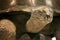 Prehistoric Caretta Fossile