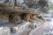 Prehistoric cliff dwelling in Walnut Canyon National Monument in Arizona