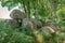 Prehistoric dolmen grave near Putbus Lauterbach