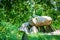 Prehistoric Dolmen Hunebed in Groningen The Netherlands