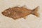 Prehistoric fish fossil sandstone rock