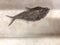 Prehistoric Fish Fossil on Textured Background