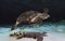 Prehistoric giant sea turtle Archelon