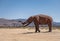 Prehistoric mammoth statue in desert, Borrego Springs, CA, USA