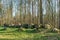 Prehistoric megalith dolmen Kuechentannen near Haldensleben in Germany