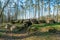 Prehistoric megalith dolmen Kuechentannen near Haldensleben in Germany