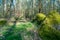 Prehistoric megalith stones near Haldensleben in Germany