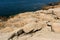 Prehistoric Pink Granite slabs of Rock at the edge of the Schoodic Bay in Maine