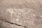 Prehistoric rock painting petroglyphs, Wadi Rum desert, Jordan
