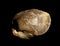 Prehistoric shell substituted with silicon isolated on black background. For paleontology or historical magazines or