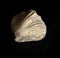 Prehistoric shell substituted with silicon isolated on black background. Three hundred million years old paleontology