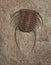 Prehistoric Trilobite Fossil Brown Creme Tones