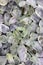 Prehnite heap jewel texture background