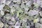 Prehnite heap jewel texture background