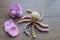 Premature baby items for comfort and warmth. hat and booties