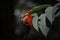 Premature flowering of red ixora flower