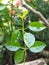 Premna Microphylla three leaves in one segment