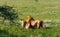 A premonition of love. The lion and lioness resting on the ground. Savanna of Tanzania, Africa