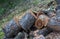 Preparation of firewood forest background, Stacks of firewood