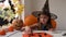 Preparation for Halloween: little girl in witch costume making holiday decoration out of black bats