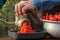 Preparation of homemade sauce with a sweet bell peppers, hot pepper chilli with a grinding machine. Man grinding red peppers on ol
