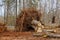 Preparation land for new residential construction with A wide stump with roots