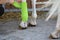 Preparation and placement of a green bandage on the anterior leg of a white horse