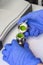 Preparation of sample using vibrating mill. Woman hands in blue gloves hold green powder sample after oscillating rotary sieve.