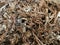 Preparation of soil and mycelium for growing champignon mushrooms