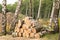 Preparation of timber. The cut-down trunks of birches  lie accurately put on a glade at the wood in the summer in sunny dry