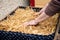 Preparation and work stages for fungiculture at a mushroom farm, straw into a raised bed