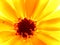 Preparations made on the basis of Calendula have a calming effect on the central nervous system