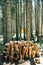 Prepared firewood for heating the dwelling, piled in a pile in the forest under tall pines.