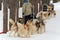 Preparing for a dog sled competition. Siberian huskies are harnessed to a sled ready to race