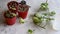 Preparing Epipremnum Aureum N\\\'Joy, Pothos cuttings for propagation in pots