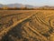 Preparing fields for sowing wheat in them