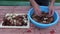 Preparing fresh mushrooms cep boletus on table