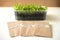 Preparing for garden season, fresh green sprouts, seeds in paper bags. Planting vegetables and herbals. Home natural food