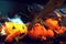 preparing for Halloween, cleaning and carving faces from pumpkins, pumpkins on a dark table with cobwebs and bokeh of lights, with